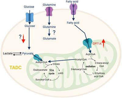 Targeting Metabolic Pathways of Myeloid Cells Improves Cancer Immunotherapy